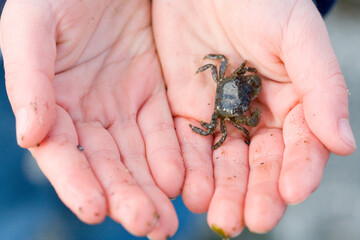 crab in hands
