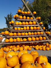 pumpkins on a farm