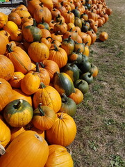 pumpkins in a field