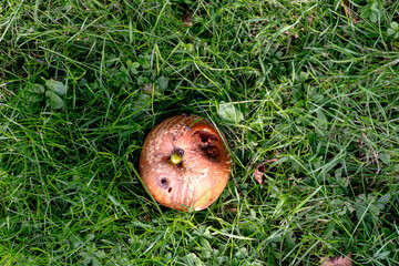 Rotten apple in the grass