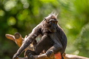 Black macaque male close-up, photographed in the Zoological Center Tel-Aviv-Ramat Gan, Israel.