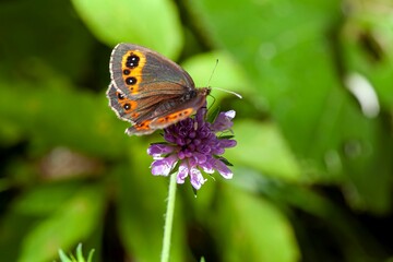 Fototapeta na wymiar A large ringlet butterfly, Erebia euryale