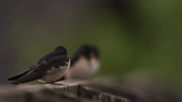 A juvenile barn swallow (Hirundo rustica) sitting on a wooden fench and flying away