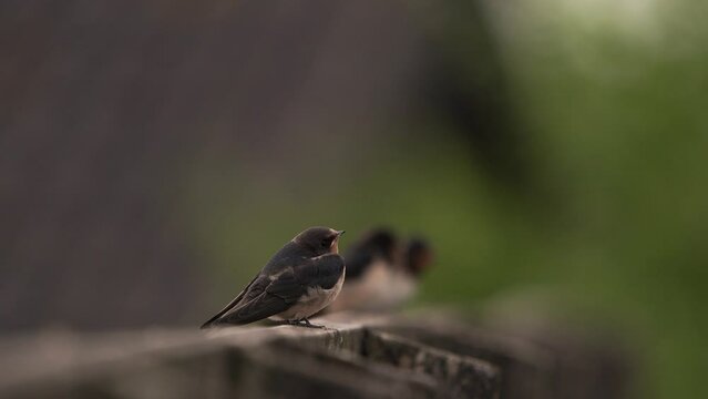 A juvenile barn swallow (Hirundo rustica) sitting on a wooden fench.
