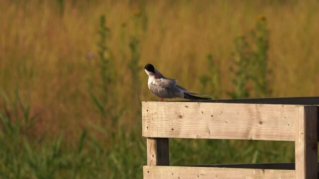 A common tern (Sterna hirundo) sitting on a wooden fench and polishing its feathers