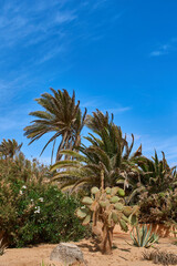 Garden with palm trees and cacti in Caleta de Fuste Fuerteventura Spain