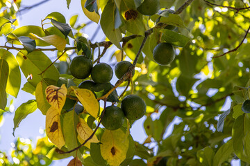 green avocados on tree