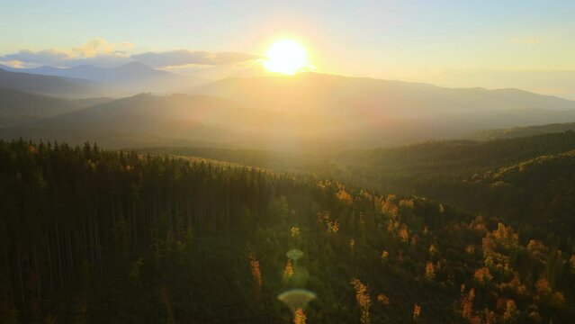Wooded hills of Carpathian mountains in Ukraine with evergreen forest trees brightly illuminated with setting sun at fall season. Beauty of autumnal nature at sunset