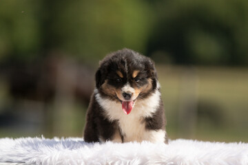 Un chiot de race berger australien dans un élevage