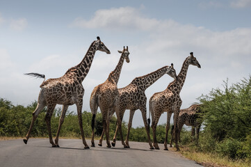 five giraffes crossing a road in the wild of kruger national park in south afriva on a sunny day - obrazy, fototapety, plakaty