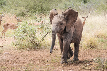 happy and clumsy little baby elephant walking with his wrinkled leathery skin trough the rough terrain of the kruger national park, dirty, bush of south africa