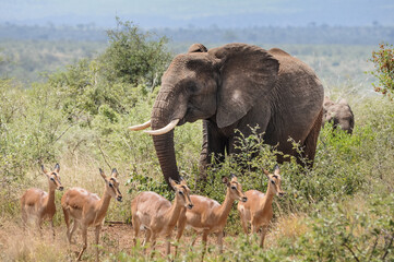 big male elephant walks through a group of wild impalas in the bush of kruger national park of south africa