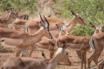 group of brown impalas in the savannah walking through the rough bush of kruger national park in...