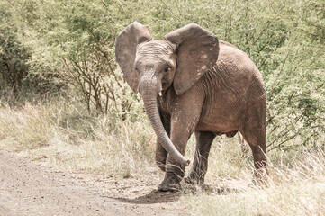 Fototapeta premium happy and clumsy little baby elephant walking with his wrinkled leathery skin trough the rough terrain of the kruger national park, dirty, bush of south africa