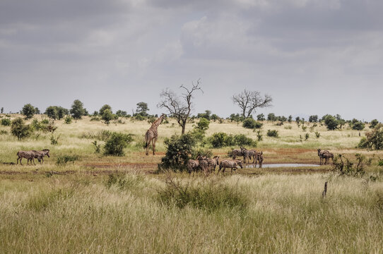 safari lookout point view of landscape with many animals in the bush of a national park in south africa