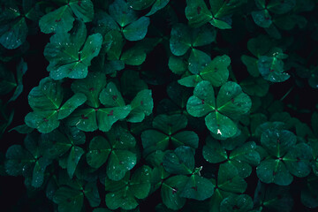 A close up of a green clover pattern texture