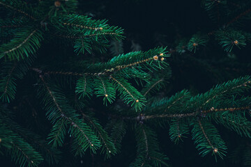 Fototapeta premium A close up of dark green Fir tree branches texture