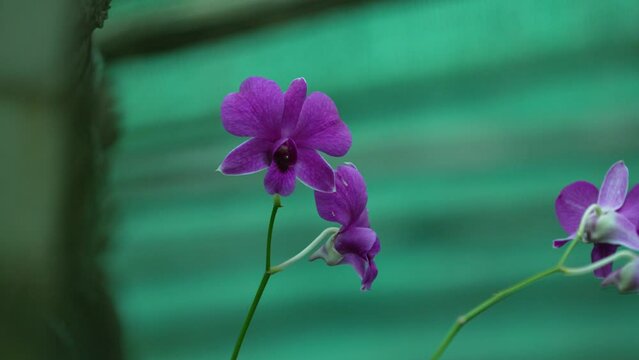 Cooktown Orchid, Mauve Butterfly Orchid, Callista bigibba, Callista phalaenopsis, Callista sumneri, Dendrobium bigibbum f. compactum, Dendrobium bigibbum f. 4k flower video
