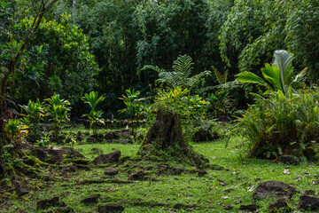 Marae dans la vallée de Papenoo à Tahiti en Polynésie