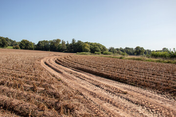 Summertime crops in the UK