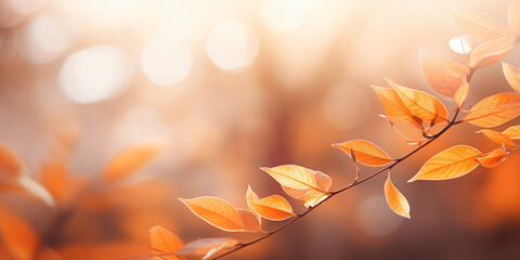 Autumn tree with orange leaves in front of  blurry background with sunlight and bokeh