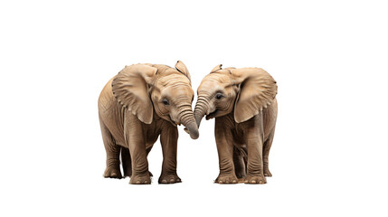 photo of a cute couple of baby african elephants isolated against transparent background