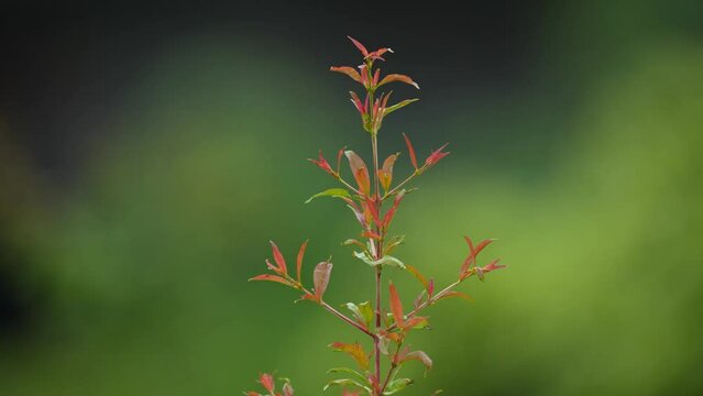 Pomegranate plant, Punica granatum, deciduous shrub or small tree. Baby plant, Plant leaves