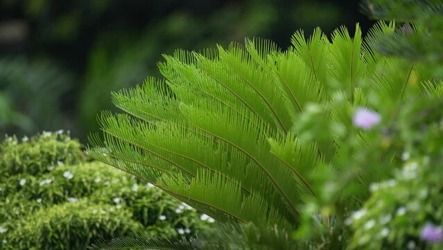 Cycas, ornamental plants, Cycas palm. Cycas leaves are fern-like and pinnately compound, with long and narrow leaflets arranged in a spiral pattern.