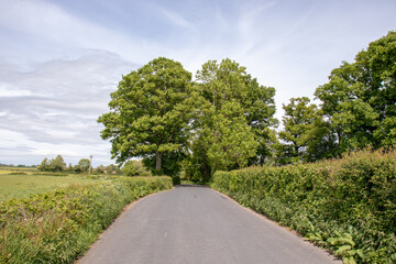 Fototapeta na wymiar Oak trees down a summertime lane.
