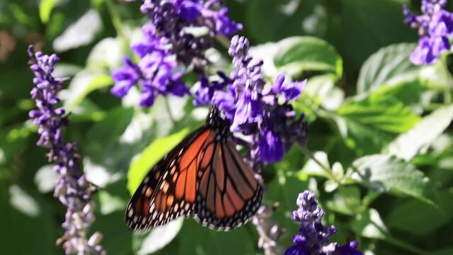 Close up of monarch butterfly