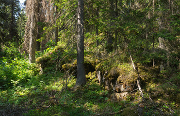 Fototapeta na wymiar The old dense impassable forest of the island of Valaam
