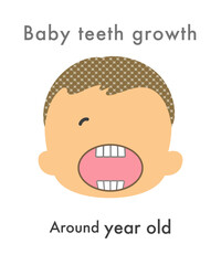 Illustration material: Baby teeth growth _ Around 1 year old