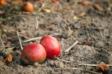Red ripe apples on the ground in the garden, autumn harvest background.