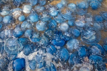 Close-up of Jellyfish infestation seen on sea surface as background.