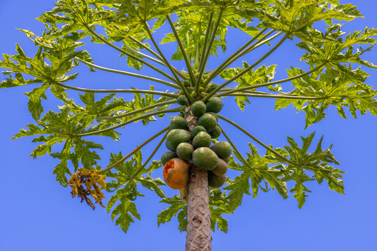 papaya on tree