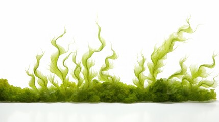 Obraz premium seaweed on white background.