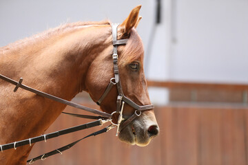  Horse close up during dressage training with unknown rider in a riding hall