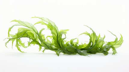 seaweed on white background.