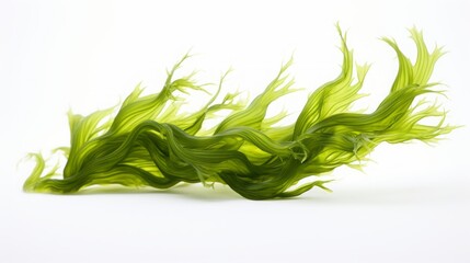 seaweed on white background.