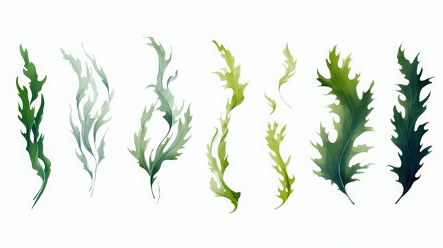 seaweed set of design elements on white background.