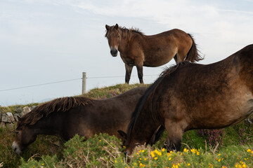 Exmoor ponies in the wild at the top of Countisbury Hill in Exmoor National Park