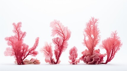 red algae on white background set.