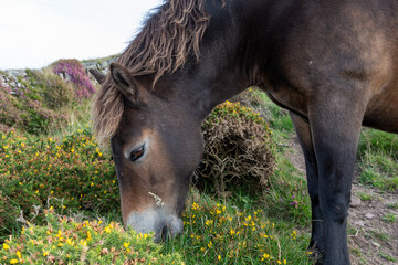 Close up of a wild Exmoor pony grazing