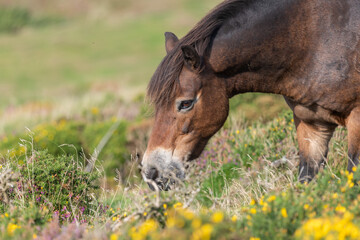 Naklejka na ściany i meble Head shot of a wild Exmoor pony grazing