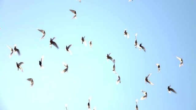 Flying white pigeons on background clean blue sky. Group of birds. Sunny day, doves, dove, outdoor, up, fly, flock, free, slow motion, view, color, scene, motion, mid shot, close up, hd. ProRes 422HQ.