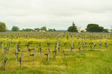 Vineyards in the province of Aquitaine in spring