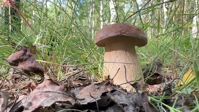 Mushroom hunting. Edible Boletus mushroom collecting. Foraging for Porcini Cep White mushrooms. Wild Harvest, Mushrooming season in forest. Pine bolete in woodland. Picking bolete mushroom.