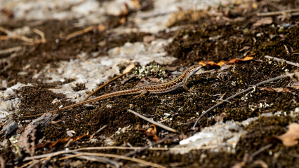Lucertola nel suo habitat