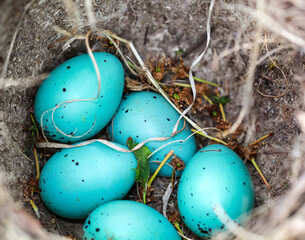 In einem Vogelnest liegen fünf blaue Eier einer Singdrossel.
