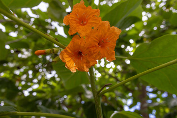 orange flower on a tree